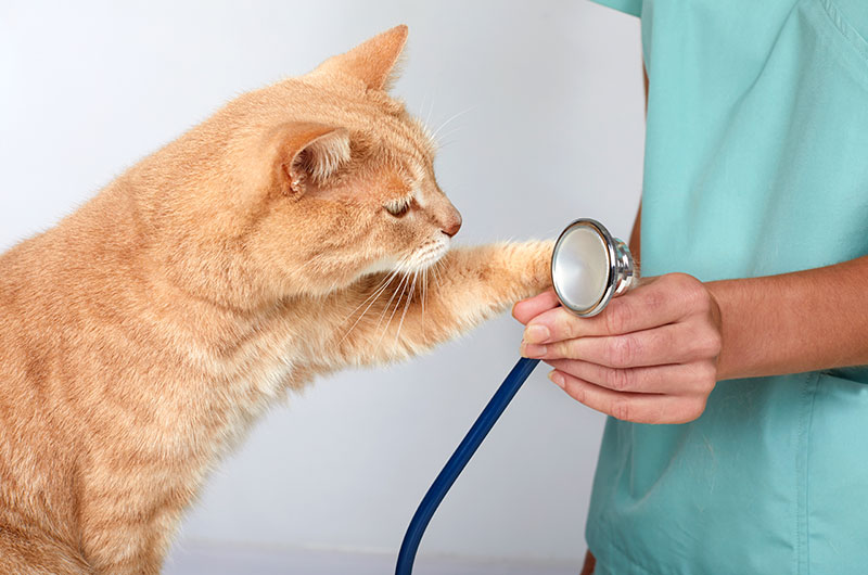 AB-VET Piešťany - veterinárna ambulancia