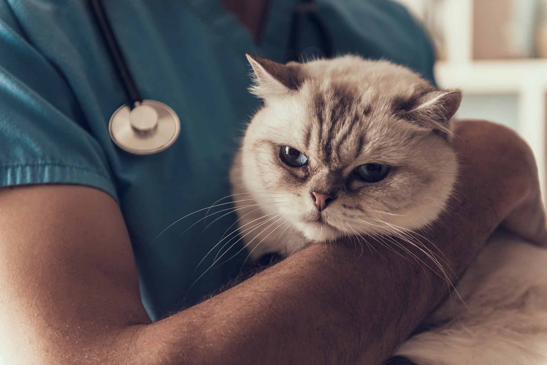 AB-VET Piešťany - veterinárna ambulancia