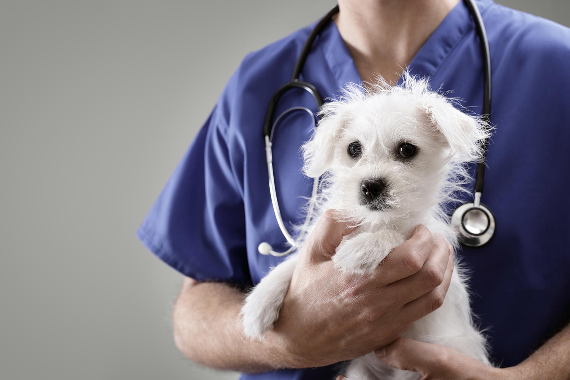 AB-VET Piešťany - veterinárna ambulancia