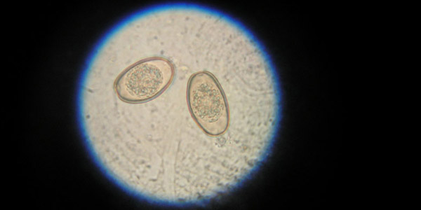 Laboratórium