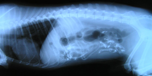Zobrazovacia diagnostika